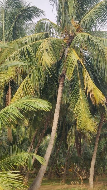  1 Acre Agricultural/Farm Land for Sale in Pollachi, Coimbatore