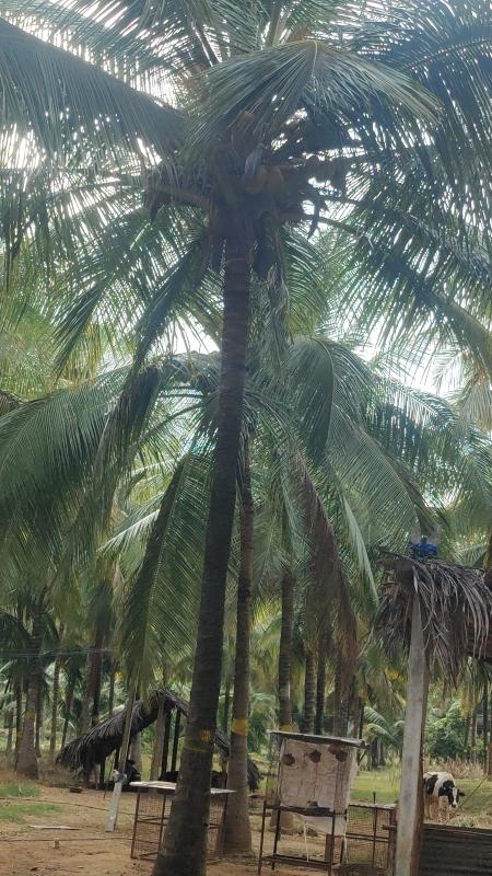  1 Acre Agricultural/Farm Land for Sale in Pollachi, Coimbatore