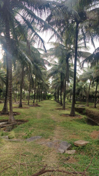  1 Acre Agricultural/Farm Land for Sale in Pollachi, Coimbatore