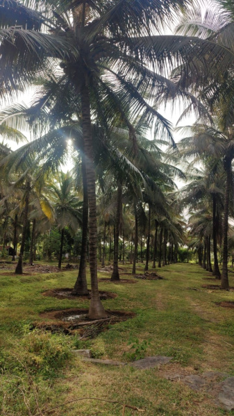  1 Acre Agricultural/Farm Land for Sale in Pollachi, Coimbatore