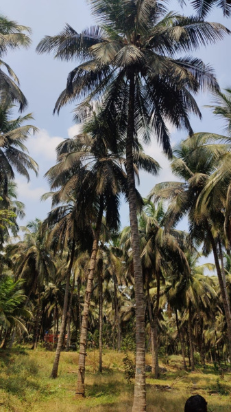  1 Acre Agricultural/Farm Land for Sale in Pollachi, Coimbatore