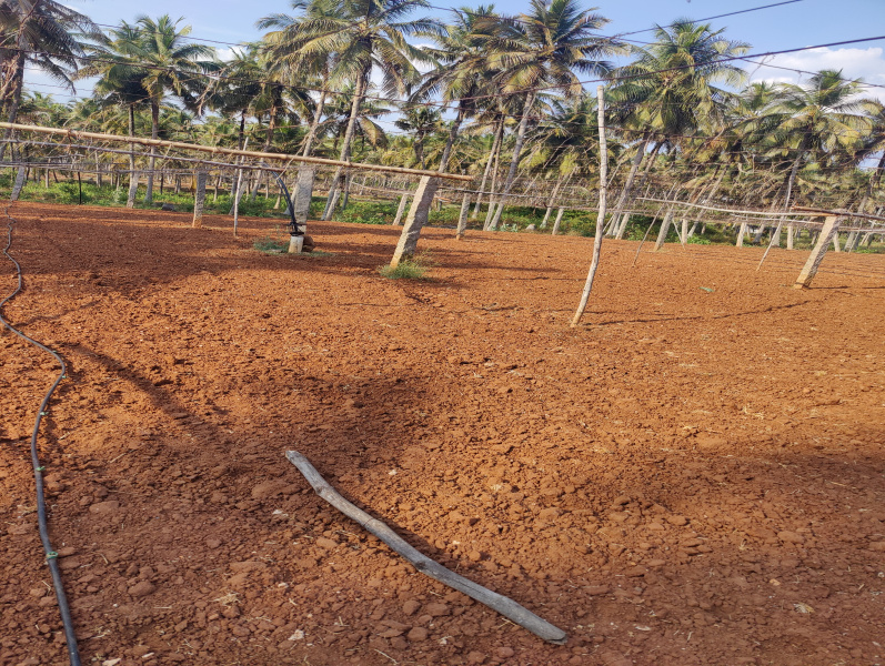  Agricultural Land 1 Acre for Sale in Pollachi, Coimbatore