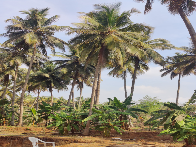  Agricultural Land 1 Acre for Sale in Pollachi, Coimbatore