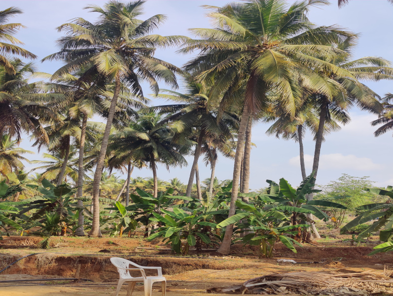  Agricultural Land 1 Acre for Sale in Pollachi, Coimbatore