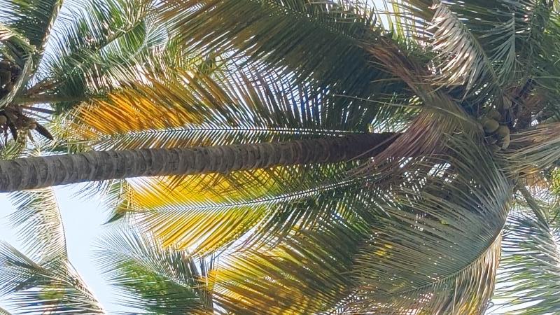  1 Ares Agricultural/Farm Land for Sale in Mahalingapuram, Pollachi, Coimbatore