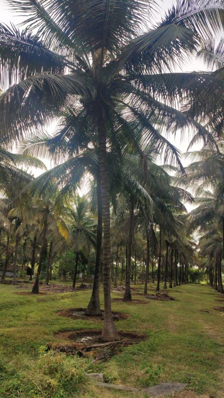  1 Ares Agricultural/Farm Land for Sale in Mahalingapuram, Pollachi, Coimbatore