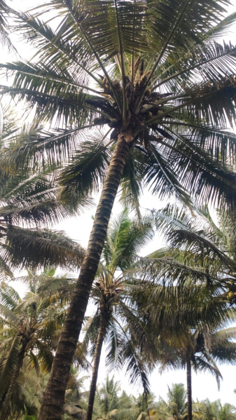 1 Ares Agricultural/Farm Land for Sale in Alagu Nagar, Coimbatore