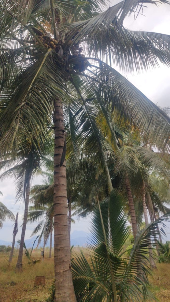 1 Ares Agricultural/Farm Land for Sale in Alagu Nagar, Coimbatore