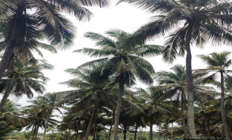  1 Acre Agricultural/Farm Land for Sale in Pollachi, Coimbatore