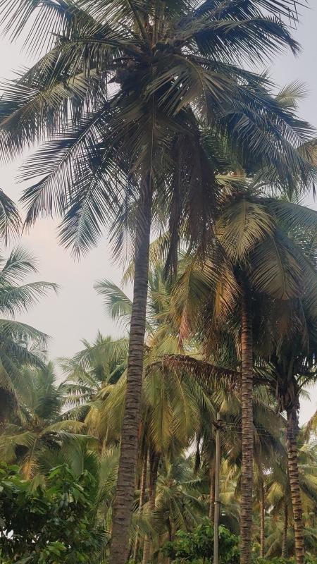  1 Ares Agricultural/Farm Land for Sale in Mahalingapuram, Pollachi, Coimbatore