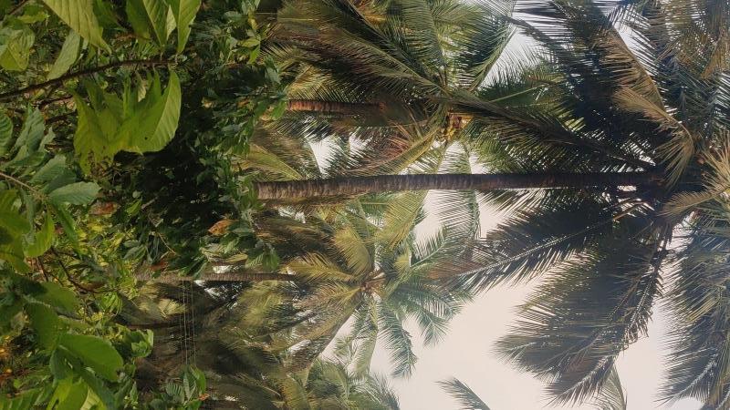  1 Ares Agricultural/Farm Land for Sale in Mahalingapuram, Pollachi, Coimbatore