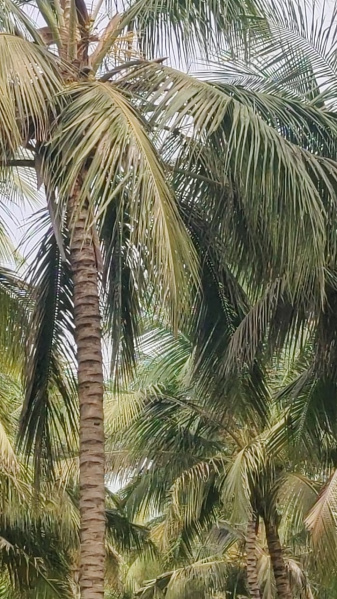  1 Acre Agricultural/Farm Land for Sale in Mahalingapuram, Pollachi, Coimbatore