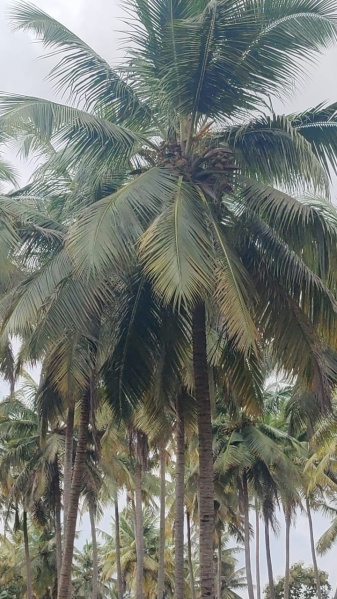  1 Acre Agricultural/Farm Land for Sale in Mahalingapuram, Pollachi, Coimbatore