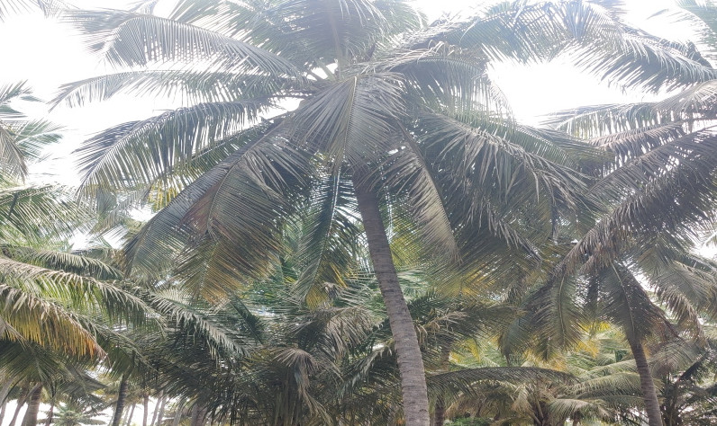  1 Acre Agricultural/Farm Land for Sale in Pollachi, Coimbatore