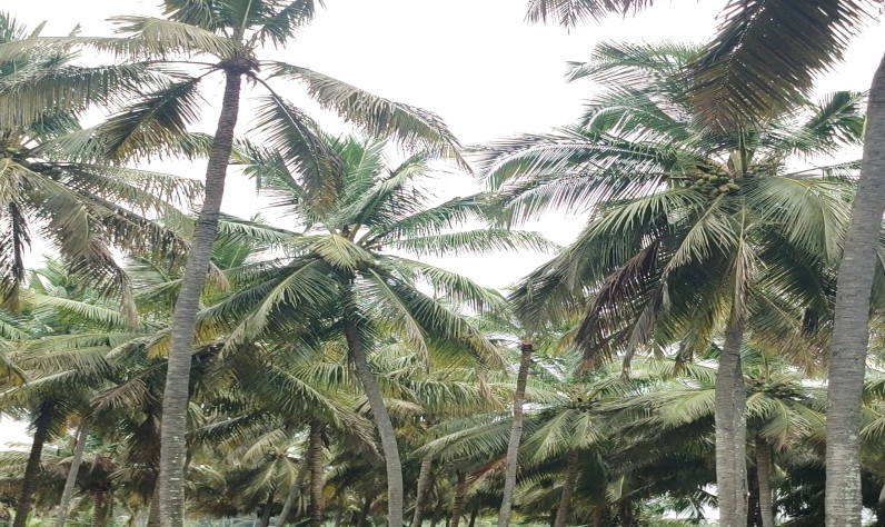  1 Acre Agricultural/Farm Land for Sale in Pollachi, Coimbatore