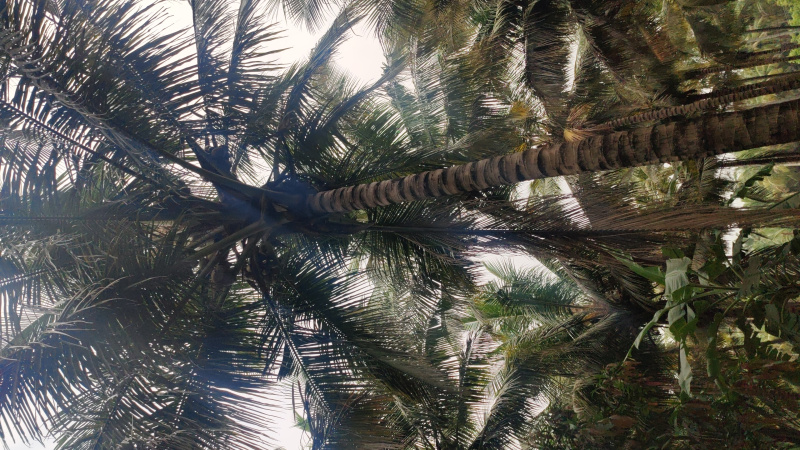  1 Acre Agricultural/Farm Land for Sale in Pollachi, Coimbatore