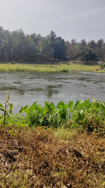  1 Acre Agricultural/Farm Land for Sale in Pollachi, Coimbatore