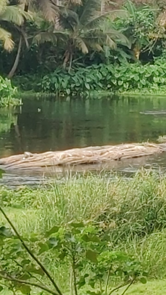  1 Acre Agricultural/Farm Land for Sale in Pollachi, Coimbatore