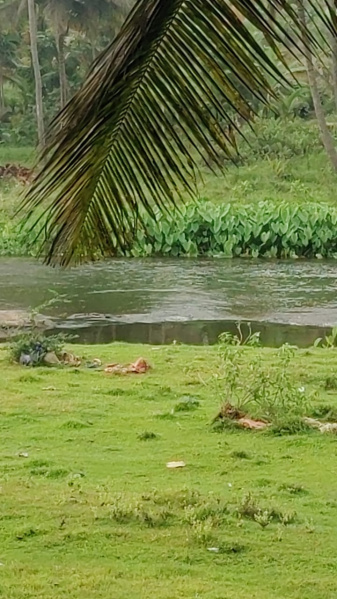  1 Acre Agricultural/Farm Land for Sale in Pollachi, Coimbatore