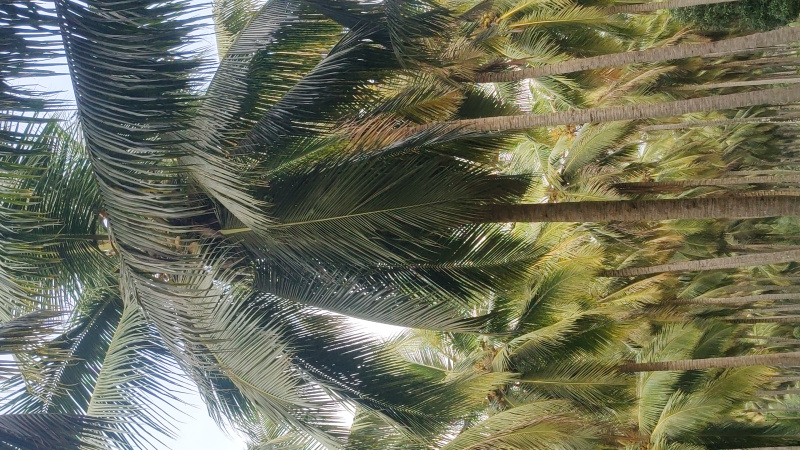  1 Ares Agricultural/Farm Land for Sale in Mahalingapuram, Pollachi, Coimbatore