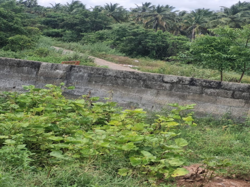  1 Ares Agricultural/Farm Land for Sale in Mahalingapuram, Pollachi, Coimbatore