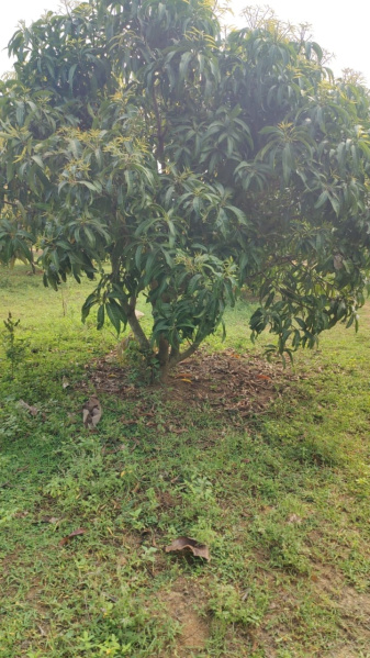  1 Acre Agricultural/Farm Land for Sale in Pollachi, Coimbatore