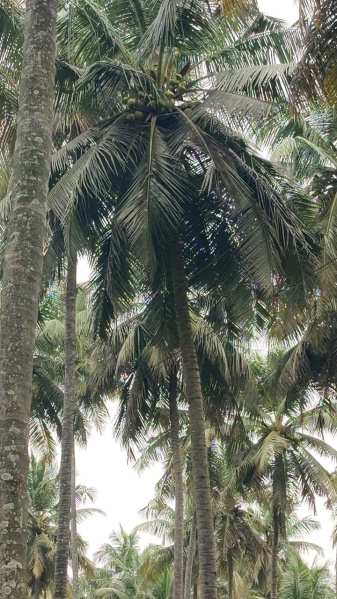  1 Acre Agricultural/Farm Land for Sale in Pollachi, Coimbatore