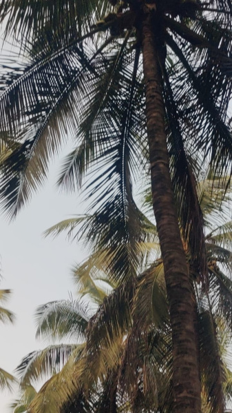  1 Acre Agricultural/Farm Land for Sale in Mahalingapuram, Pollachi, Coimbatore