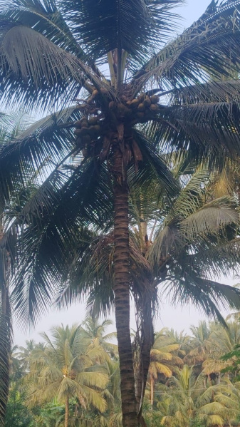  1 Acre Agricultural/Farm Land for Sale in Mahalingapuram, Pollachi, Coimbatore