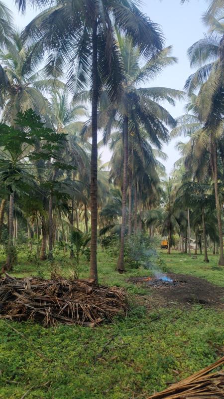  1 Acre Agricultural/Farm Land for Sale in Mahalingapuram, Pollachi, Coimbatore