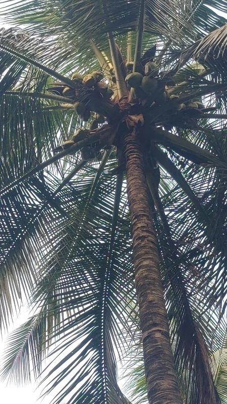  1 Acre Agricultural/Farm Land for Sale in Mahalingapuram, Pollachi, Coimbatore