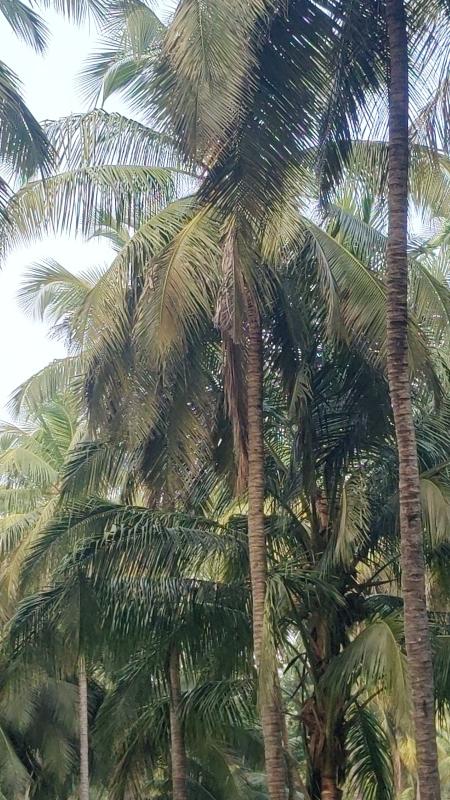  1 Acre Agricultural/Farm Land for Sale in Mahalingapuram, Pollachi, Coimbatore