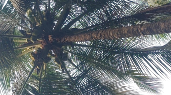  Agricultural Land for Sale in Pollachi, Coimbatore