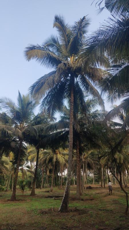  1 Acre Agricultural/Farm Land for Sale in Pollachi, Coimbatore