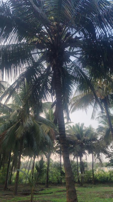  1 Acre Agricultural/Farm Land for Sale in Pollachi, Coimbatore