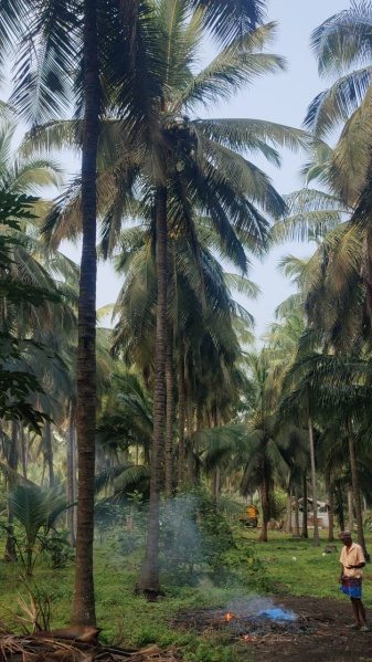  1 Acre Agricultural/Farm Land for Sale in Pollachi, Coimbatore