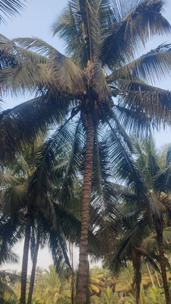  1 Acre Agricultural/Farm Land for Sale in Pollachi, Coimbatore