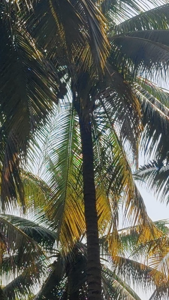 Additional image 2 of Pollachi, Coimbatore