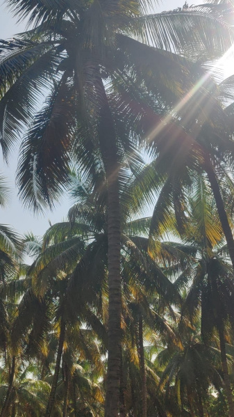 Additional image 3 of Pollachi, Coimbatore