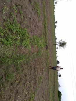  Agricultural Land for Sale in Hanamkonda, Warangal