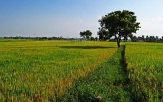  Agricultural Land for Sale in Bawal, Rewari