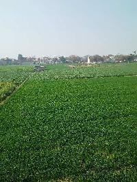  Agricultural Land for Sale in Rewari Rural