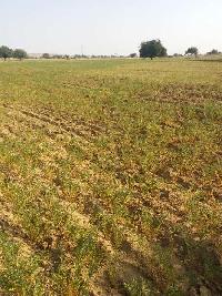  Agricultural Land for Sale in Shahjahanpur, Alwar