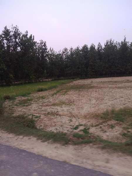 Agricultural Land 44 Bigha for Sale in Jwala Nagar, Rampur