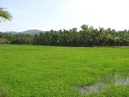  Agricultural Land for Sale in Kunnamkulam, Thrissur