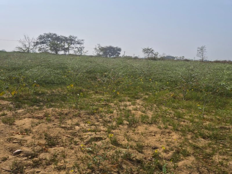  Agricultural Land 1 Acre for Sale in Sarvankhera, Kanpur Dehat