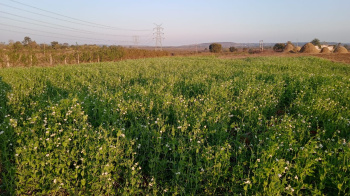  Agricultural Land for Sale in Bandhavgarh National Park, Umaria