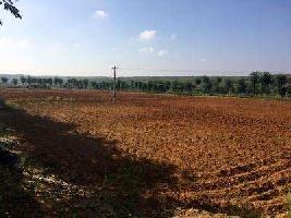  Agricultural Land for Sale in Shrigonda, Ahmednagar
