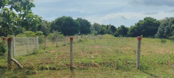  Agricultural Land 12 Cent for Sale in Courtallam, Tirunelveli