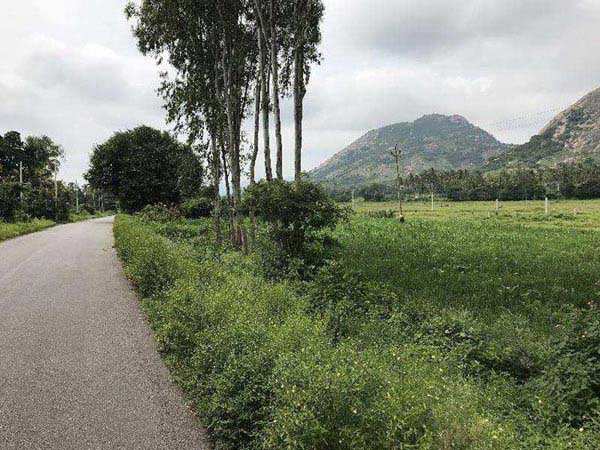 Agricultural Land 14 Acre for Sale in Bidadi, Bangalore